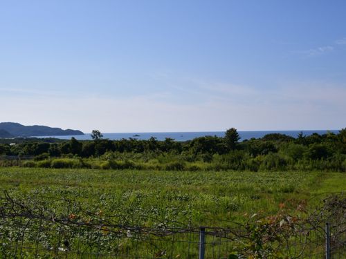海が見えるフルーツ畑