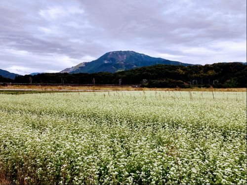伊吹そばの花と伊吹山