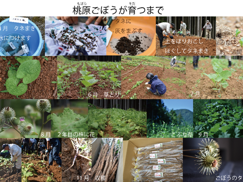 桃原ごぼうが育つまで