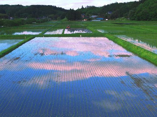 三和の風景（田んぼ・農地）