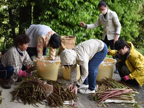 4月のイタドリぬか漬け保存作業