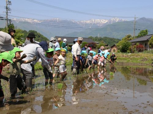 どろんこになって田植えをする保育園児