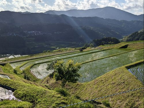 山の生活　朝日に輝く段々畑と山あいの集落