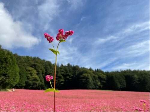例年９月下旬～10中旬に見ごろを迎える「赤そばの里」