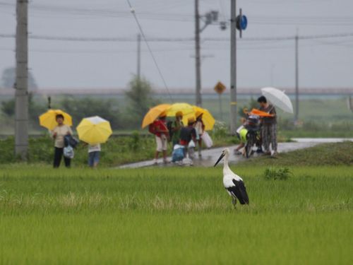 豊岡エリア（コウノトリ）