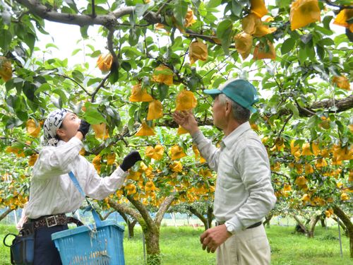 梨生産の様子