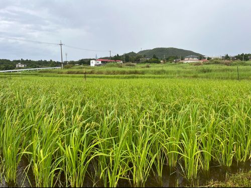 まさに再生の途上にある島の棚田