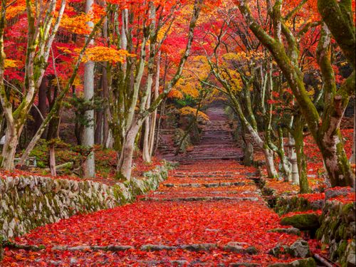 （長浜市）鶏足寺の紅葉