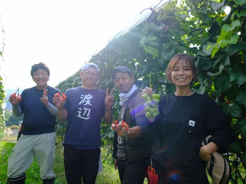 立派にできたぶどうの収穫
