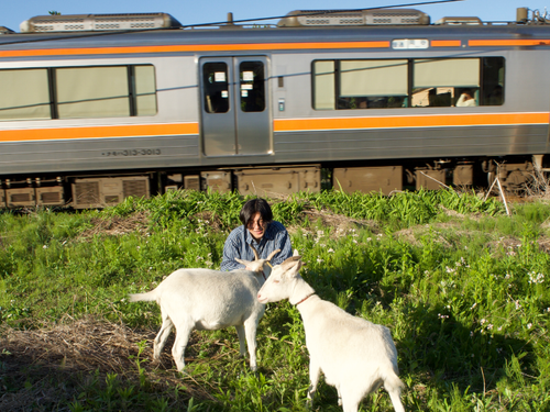 広めの畑の隣に電車。ヤギはちょっと前まで居てくれた時の写真です！