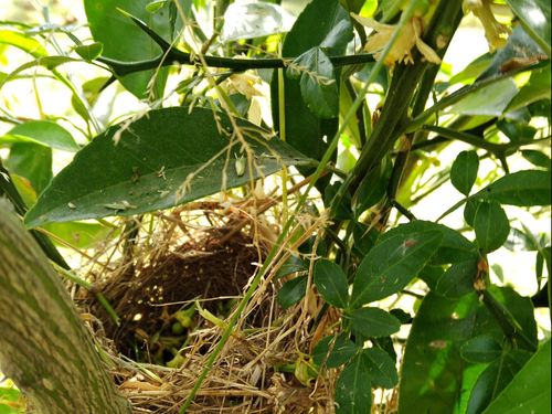 餌が豊富で安心できる園地には鳥の巣がかかります