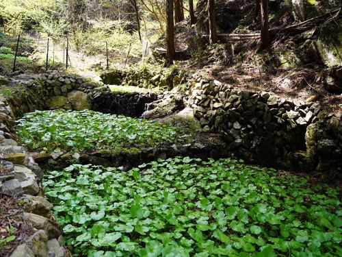 奥多摩わさび田「TOKYO WASABI」を見学