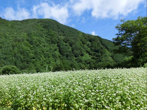 奈川のそば畑