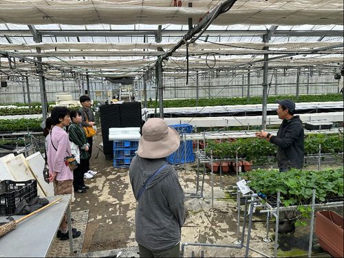 先輩移住者が経営されているいちご農家を訪問するツアー参加者
