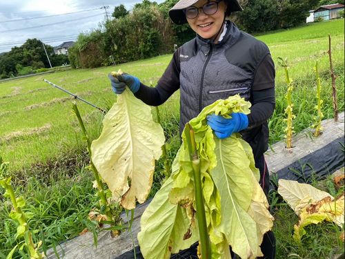 農業の現場は、毎日が刺激の連続！（葉タバコの収穫風景）
