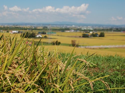 新米の季節がやってきました！