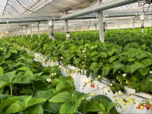 イチゴが育つビニールハウス。約1万2000本の苗が植えられています。