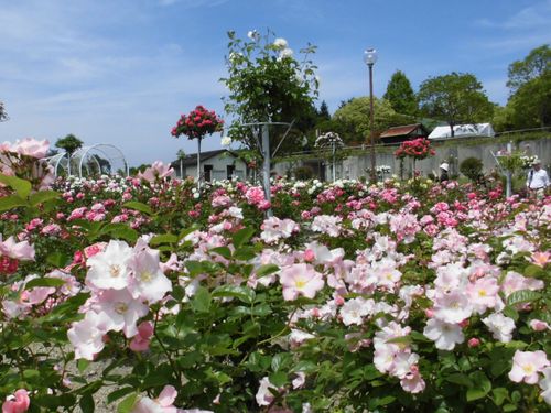 蜂ヶ峯総合公園内には山口県最大級のバラ園があります！