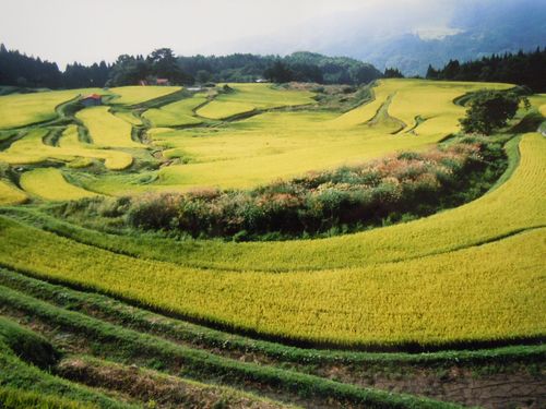別宮の棚田