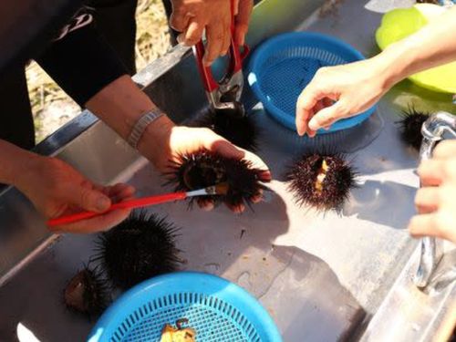 ウニ、昆布、ホッケなど島ならではの食材も豊富