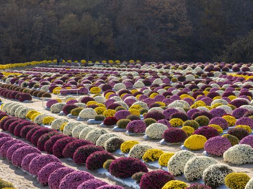 まんまるフォルムが可愛いざる菊