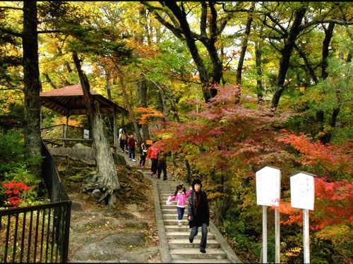 遊歩道沿いの紅葉は見頃予想です