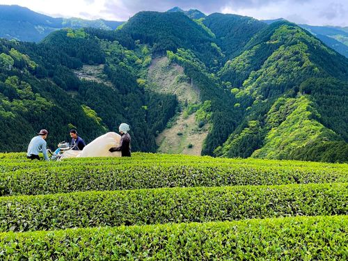 世界農業遺産認定地の茶畑