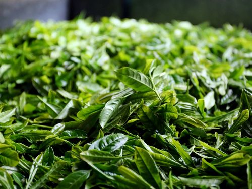 収穫後の茶葉