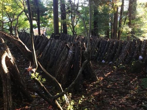 大呑地区は、のと115という特別なキノコの栽培地でもあります。