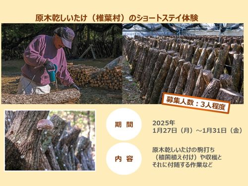 原木乾しいたけの仕事参加者募集（宮崎県東臼杵郡椎葉村）