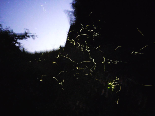 夏になると蛍が飛びます