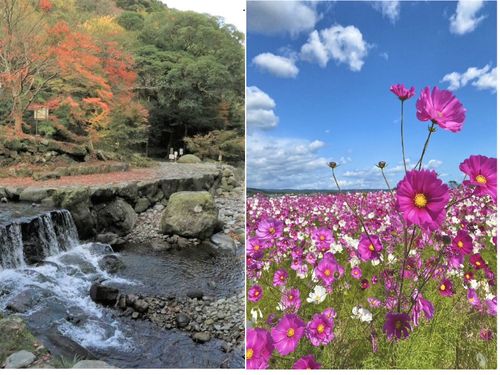 高来地域の轟渓流と干陸地のコスモス