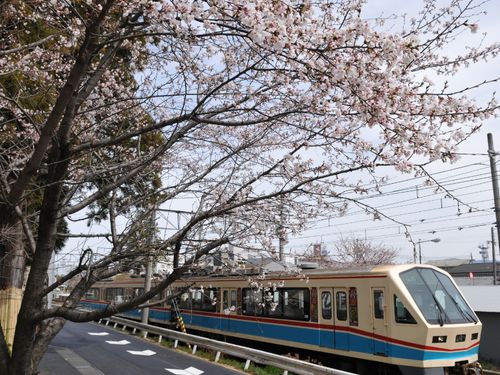 桜とのコラボは鉄板！沿線には多くの桜があります。