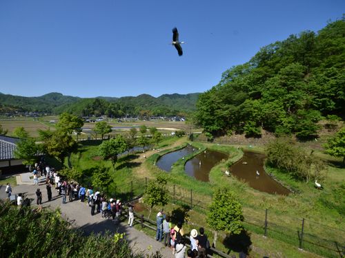 放鳥直後のにぎわい（県立コウノトリの郷公園観察広場）