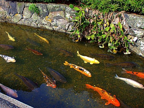 藍場川には鯉が暮らしています
