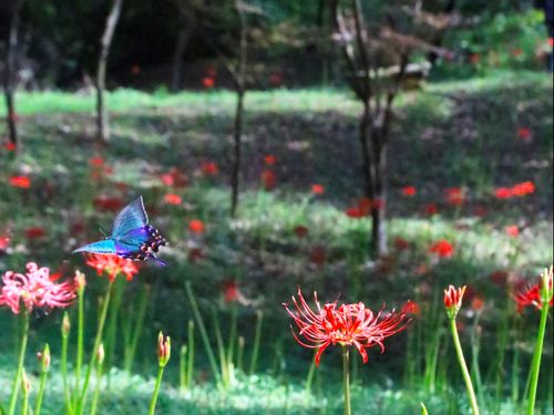 皇子原公園のヒガンバナ