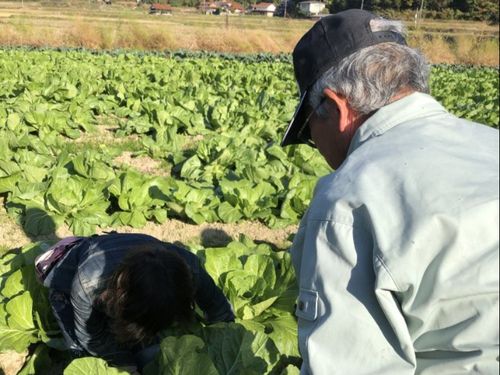 白菜の収穫体験！大きさにびっくり