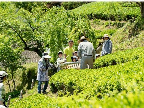 茶畑の管理