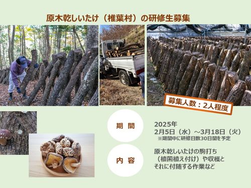 原木乾しいたけの研修生募集（宮崎県東臼杵郡椎葉村）
