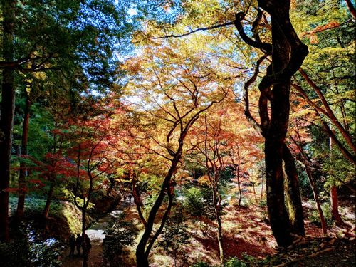 日差しに透けて輝く紅葉