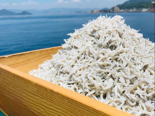 産地直送！　伊方町の新鮮なしらす