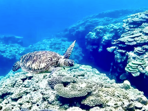 海ガメと出会える感動！