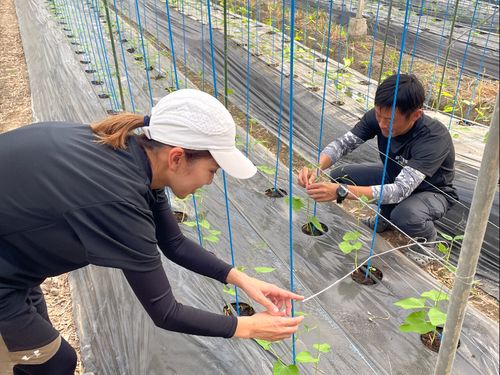 定植作業の様子