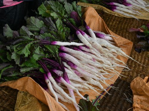 原産地鎌掛（かいがけ）産の日野菜