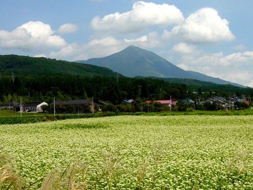 磐梯山と蕎麦畑