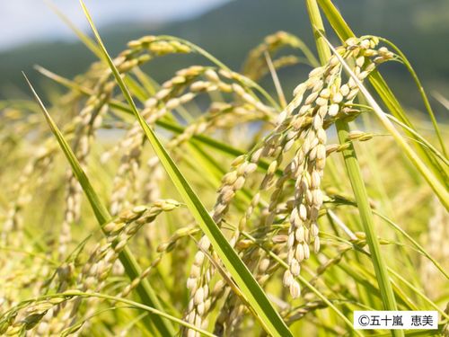 南阿蘇村の豊富な湧水と美しい風景で育ったお米