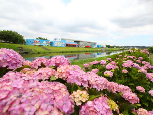 町の花であるあじさいと、多くの方が訪れる道の駅多古「あじさい館」です！