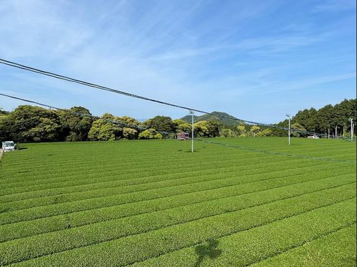 約400ヘクタールの茶畑が広がっており、東彼杵町は長崎県内の60％の緑茶生産量を占める
