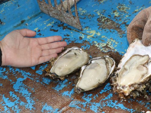 能登特産の「牡蠣貝」。今は旬じゃないけど... その養殖現場や若手従事者の想いを見ることができます。