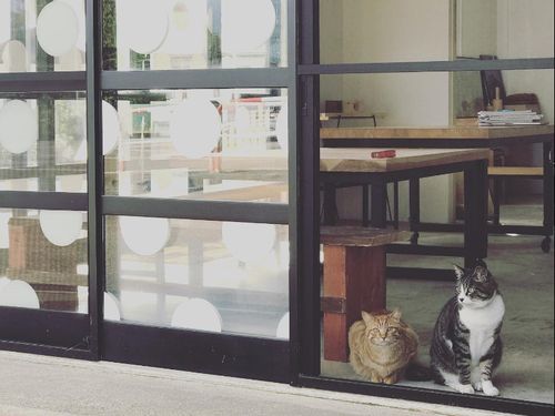 雪郷Labでは猫のチャトとソラがお待ちしています♡
